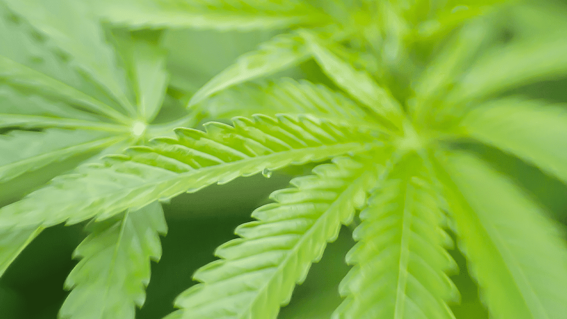 1200-marijuana-leaves.png